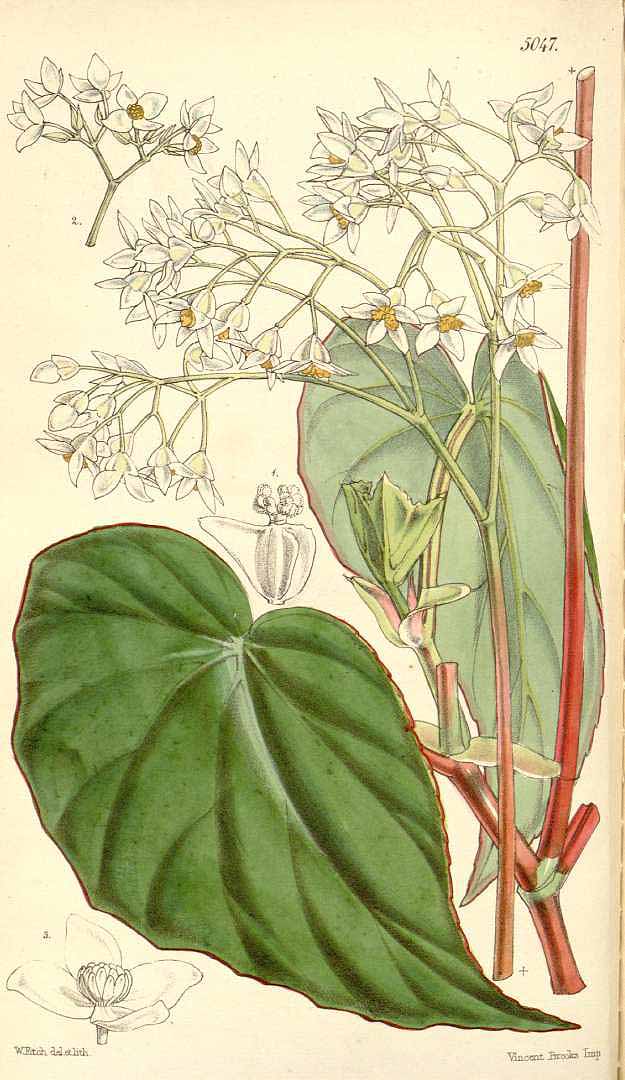 B. wageneriana